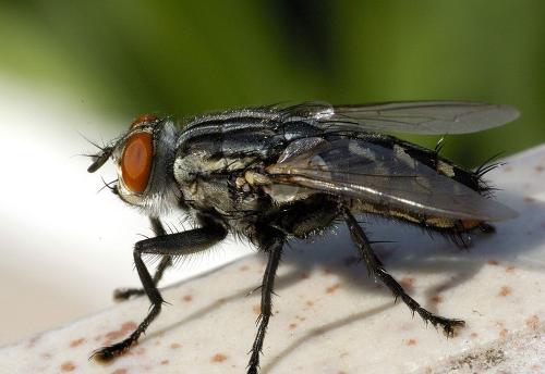 滅鼠殺蟲服務(wù)圖片/滅鼠殺蟲服務(wù)樣板圖 (1)