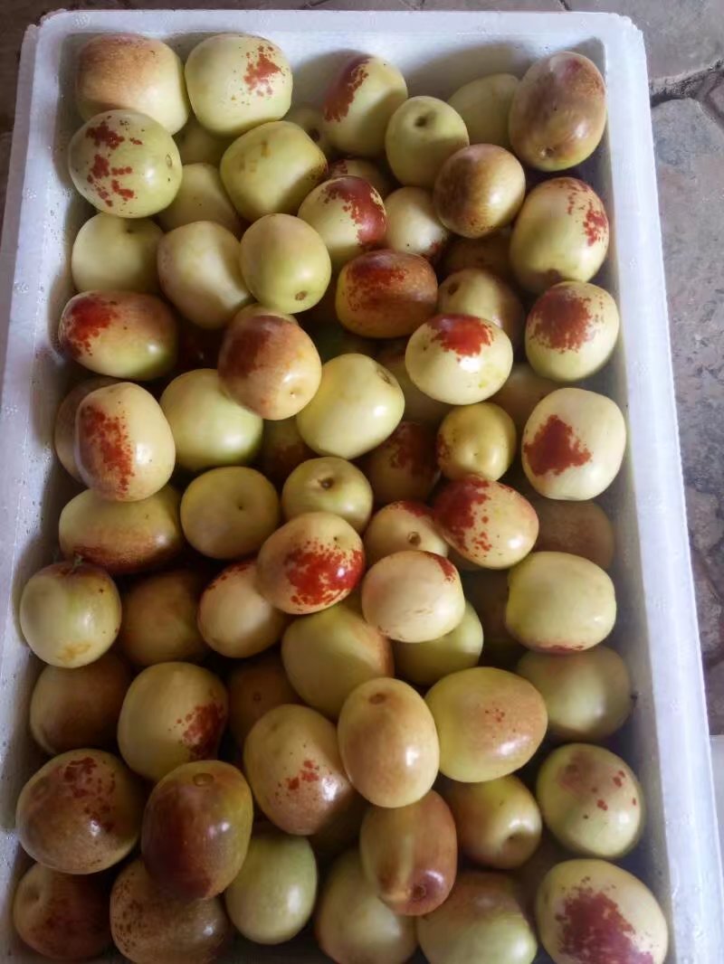 大荔冬棗圖片/大荔冬棗樣板圖 (3)