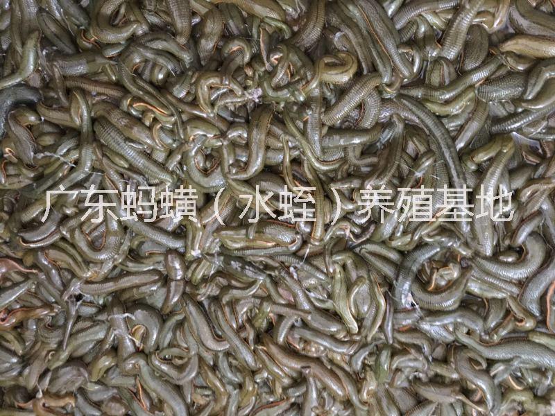 鎮(zhèn)江螞蟥養(yǎng)殖場(chǎng)圖片/鎮(zhèn)江螞蟥養(yǎng)殖場(chǎng)樣板圖 (4)