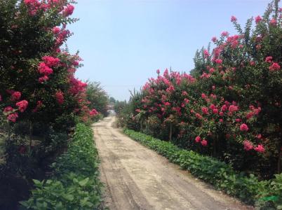 紫薇圖片/紫薇樣板圖 (3)