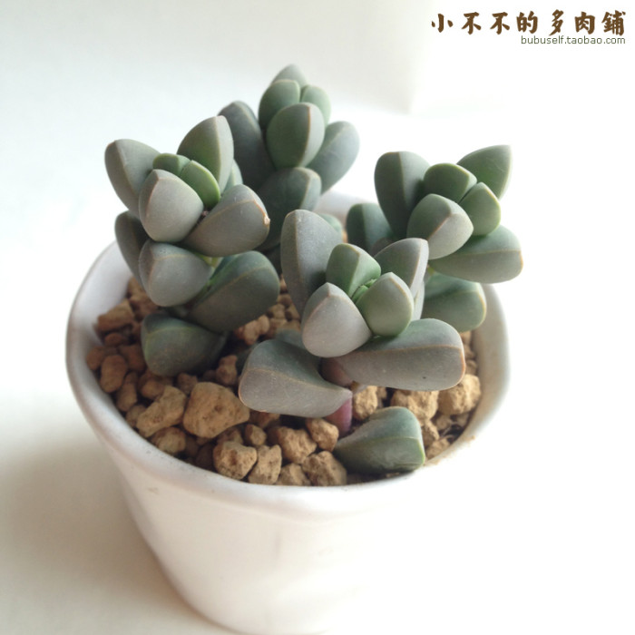 多肉植物盆栽圖片/多肉植物盆栽樣板圖 (1)