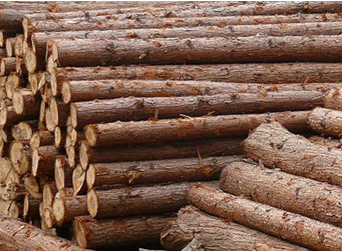 優(yōu)質(zhì)杉木圖片/優(yōu)質(zhì)杉木樣板圖 (1)