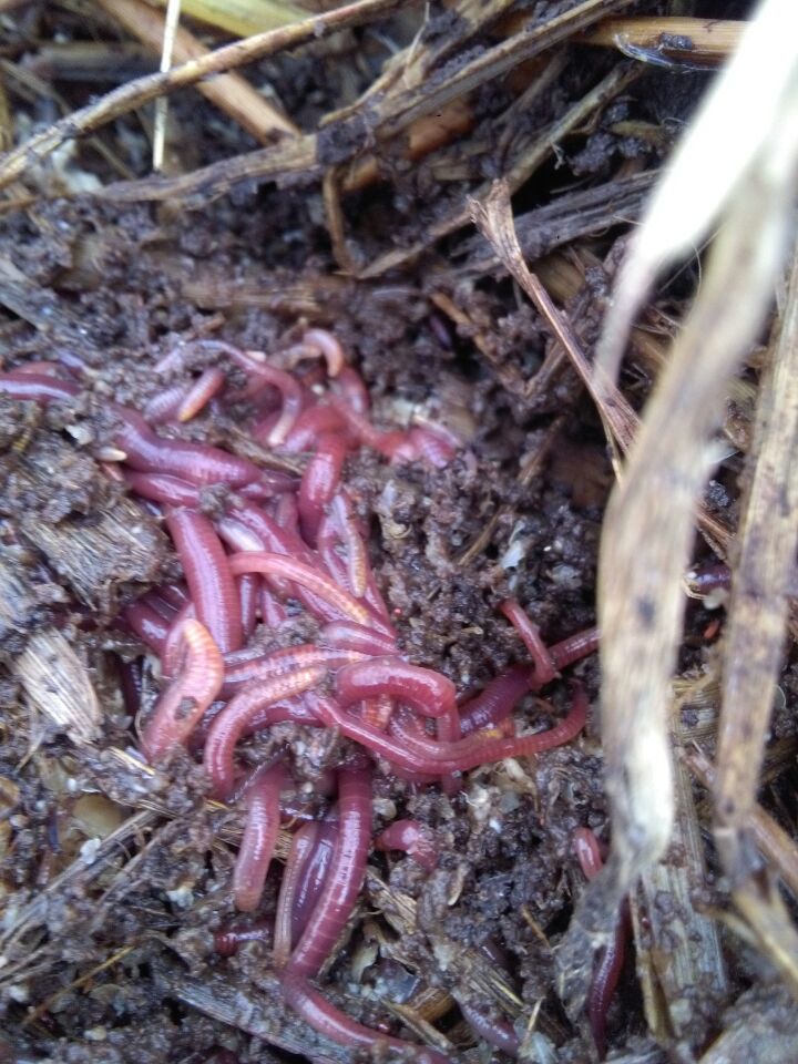 蚯蚓批發(fā)基地蚯蚓、蚯蚓批發(fā)、蚯蚓價格 蚯蚓批發(fā)基地 冷水灘蚯蚓批發(fā)基地