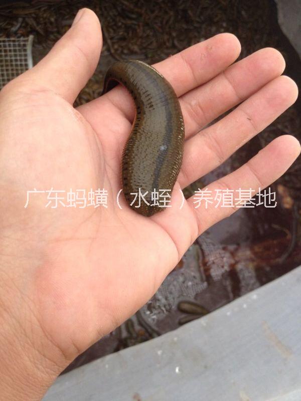 水蛭養(yǎng)殖技術(shù)圖片/水蛭養(yǎng)殖技術(shù)樣板圖 (2)