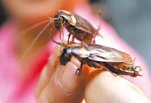 蟲害防治圖片/蟲害防治樣板圖 (3)