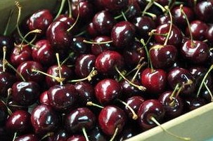 櫻桃圖片/櫻桃樣板圖 (1)