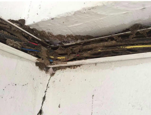 番禺蟲害防治 番禺蟲害防治價格 番禺蟲害防治多少錢 番禺蟲害防治怎么收費 番禺蟲害防 番禺蟲害防治公司