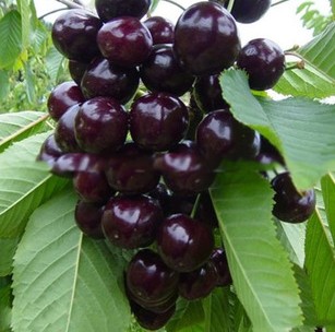 櫻桃圖片/櫻桃樣板圖 (4)