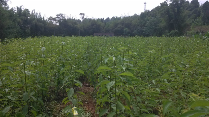 李子苗圖片/李子苗樣板圖 (1)