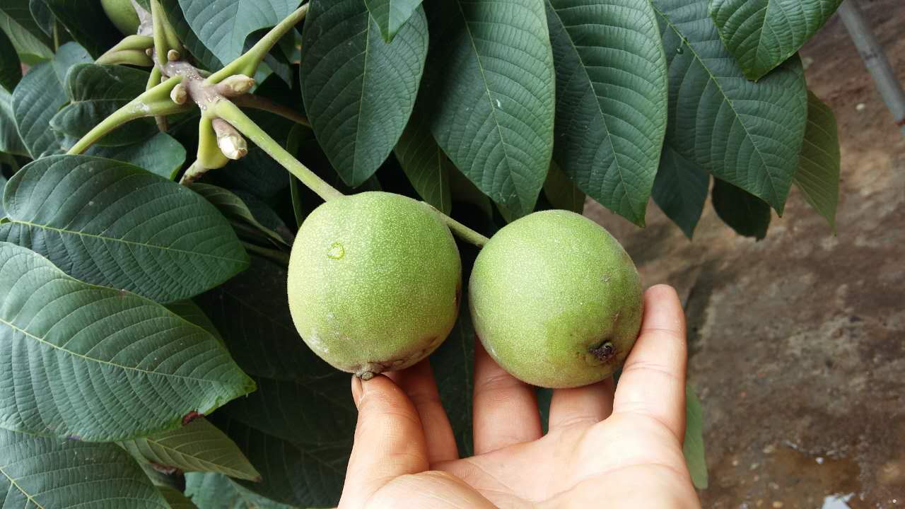 火熱進(jìn)行中圖片/火熱進(jìn)行中樣板圖 (4)