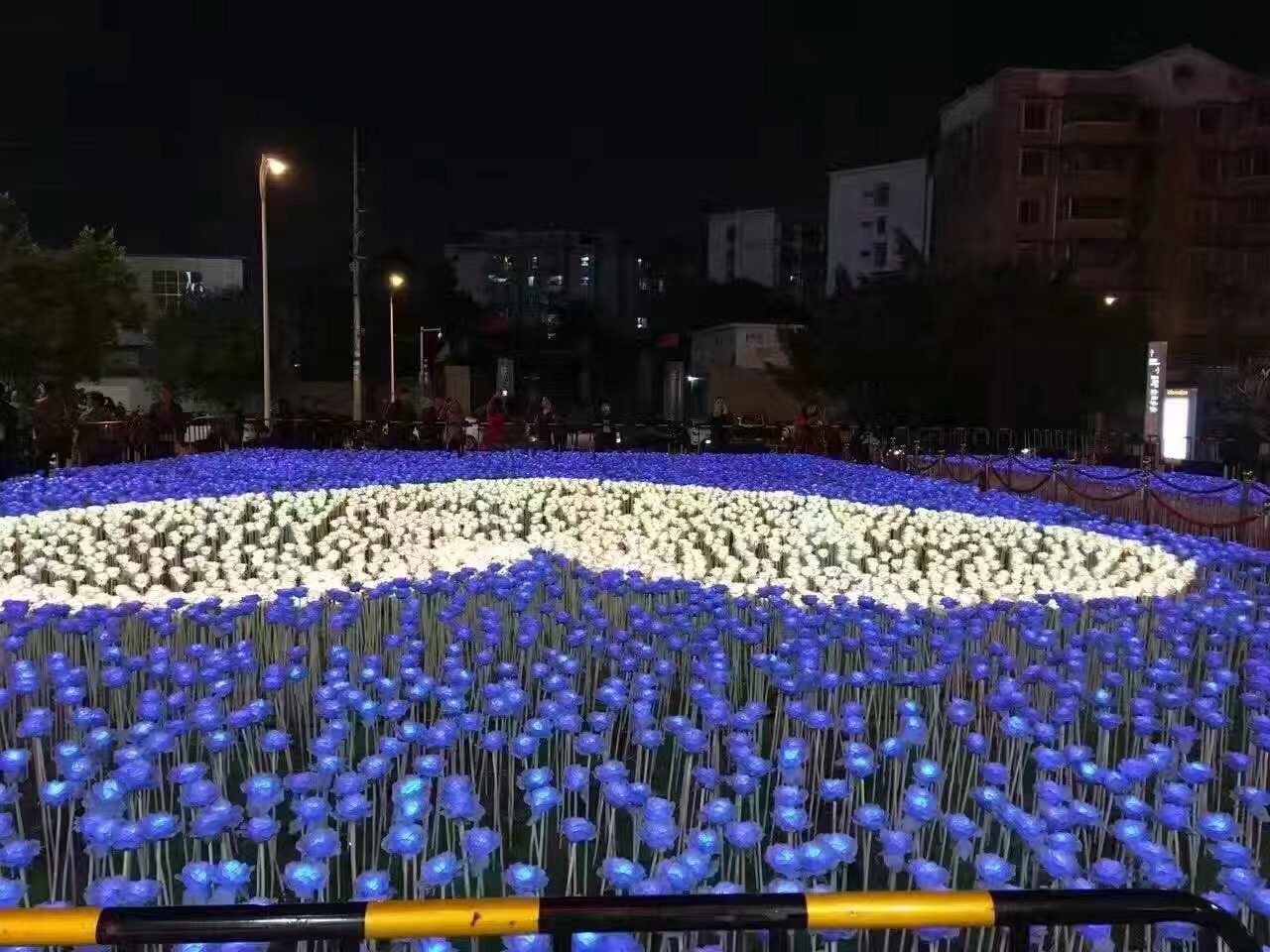 玫瑰花圖片/玫瑰花樣板圖 (3)