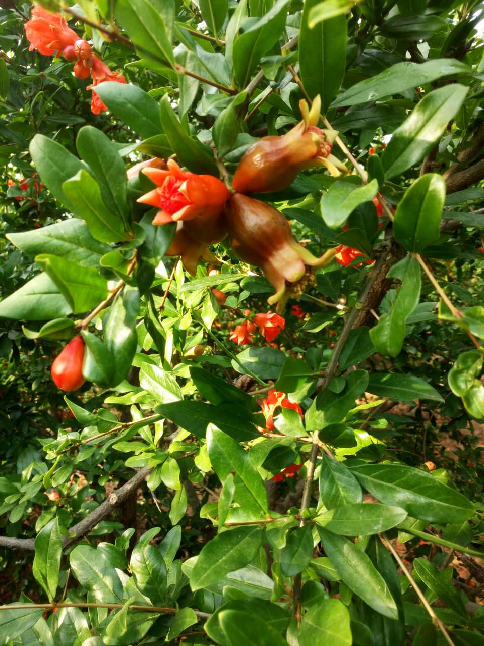 軟籽石榴圖片/軟籽石榴樣板圖 (4)