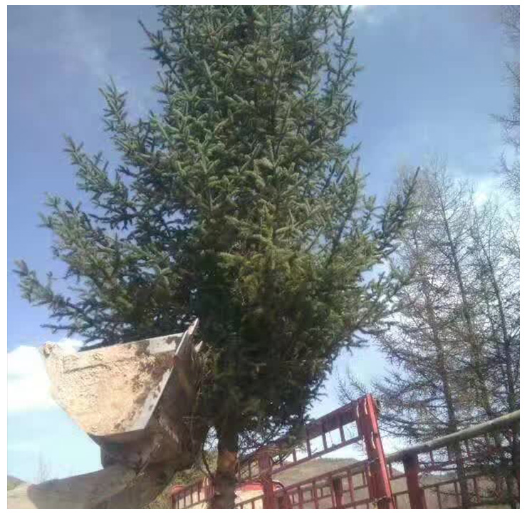 甘肅云杉圖片/甘肅云杉樣板圖 (1)