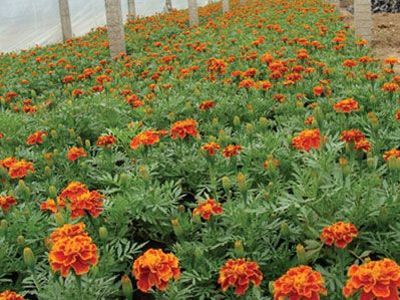 孔雀草圖片/孔雀草樣板圖 (3)