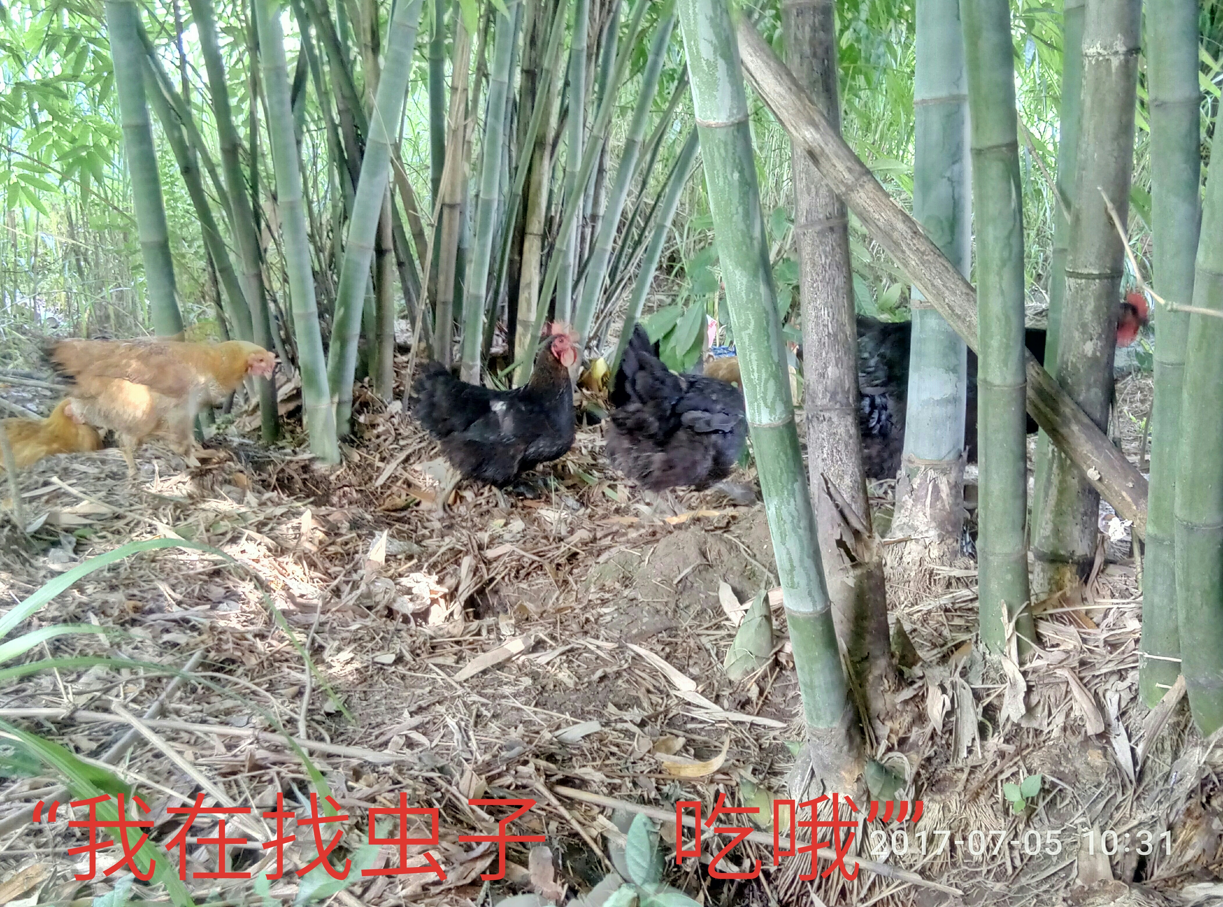 三黃雞圖片/三黃雞樣板圖 (2)