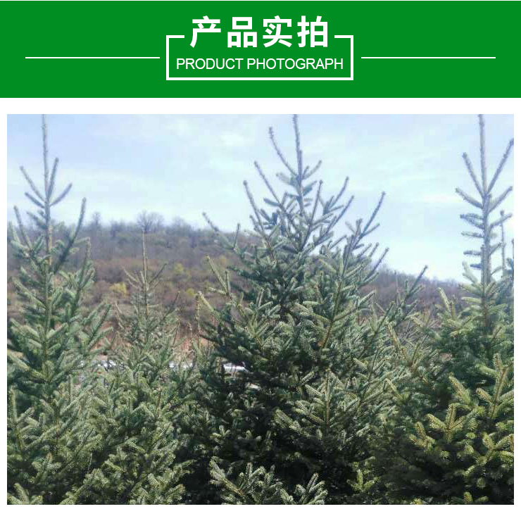 甘肅云杉圖片/甘肅云杉樣板圖 (3)