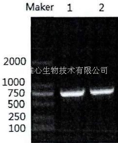 胰蛋白酶圖片/胰蛋白酶樣板圖 (4)