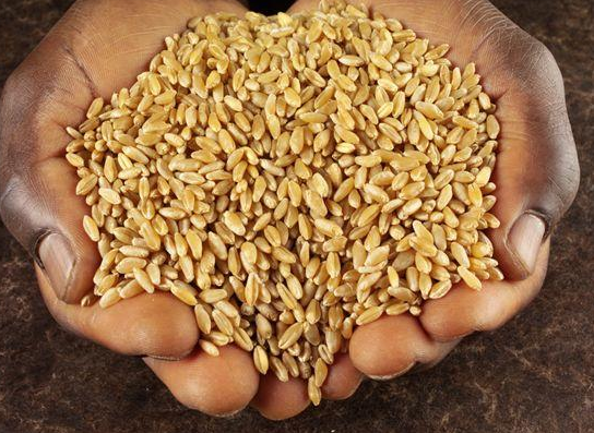 小麥種植銷售圖片