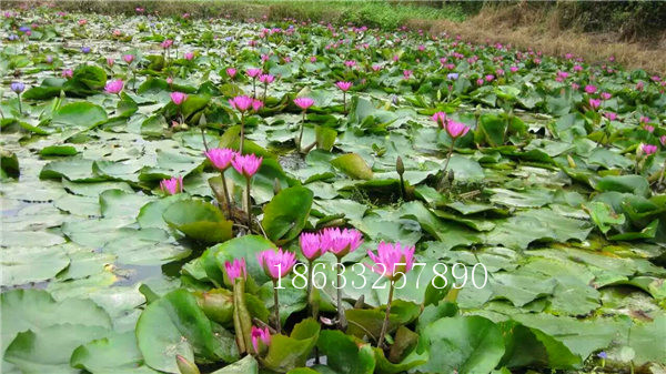 種植睡蓮18633257890圖片/種植睡蓮18633257890樣板圖 (2)