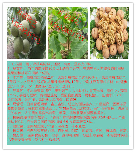 薄皮核桃圖片/薄皮核桃樣板圖 (3)