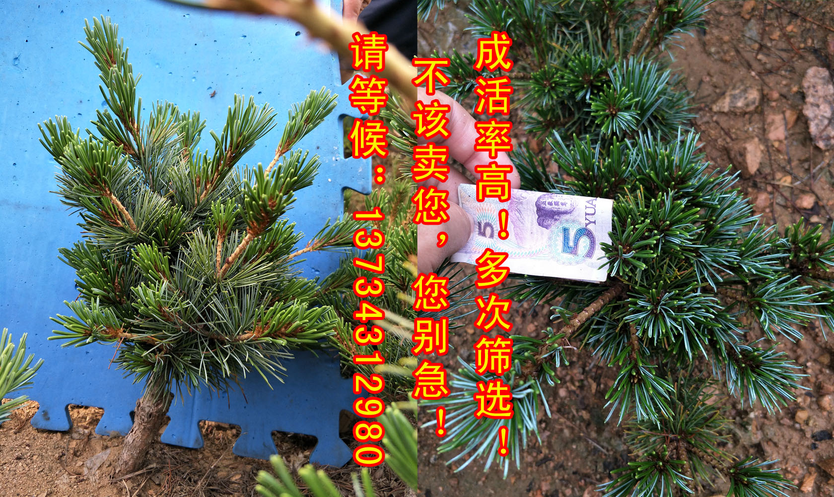 嫁接五針松圖片/嫁接五針松樣板圖 (2)