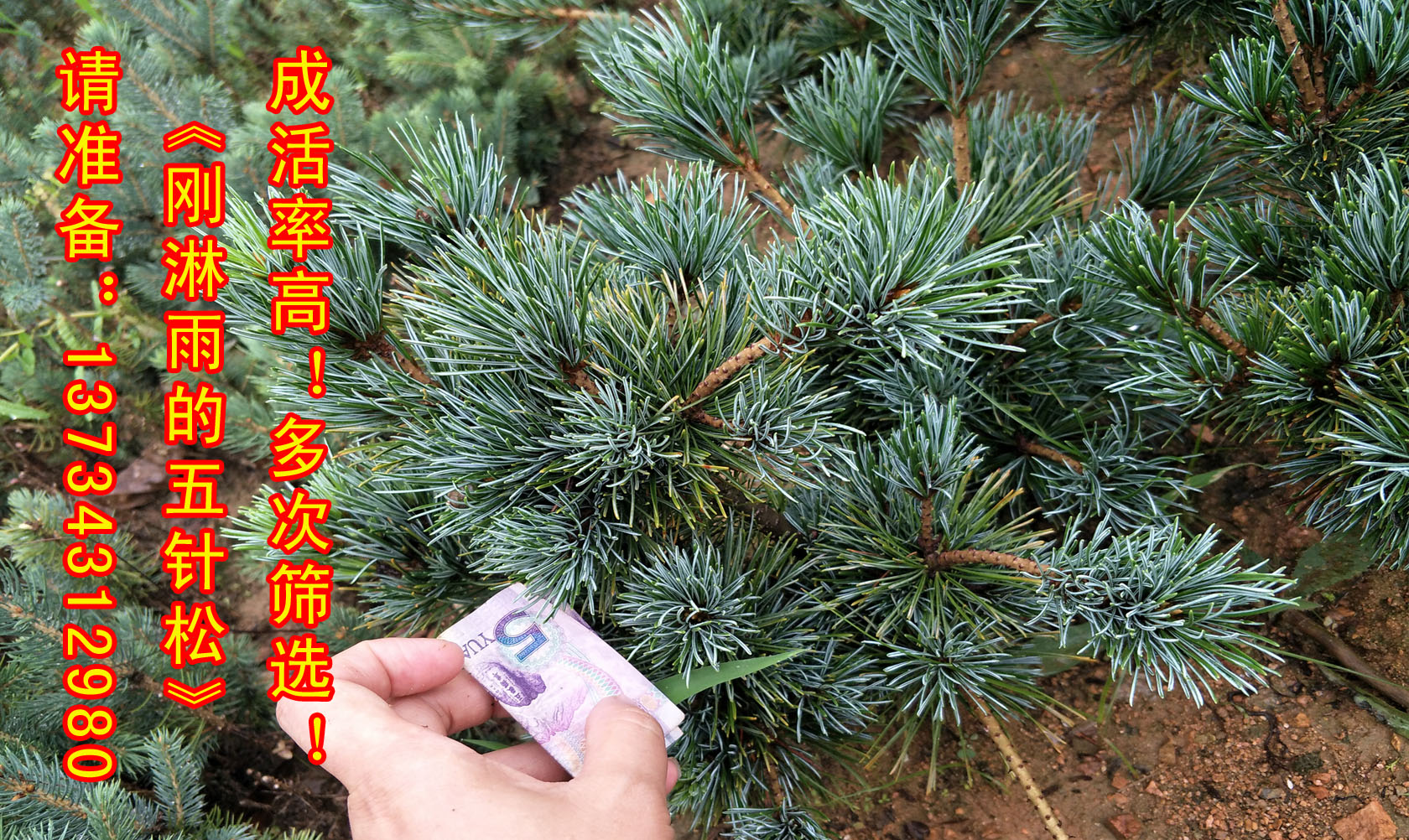 嫁接五針松圖片
