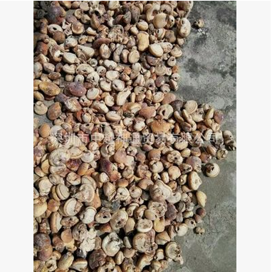 隱孔菌圖片/隱孔菌樣板圖 (4)