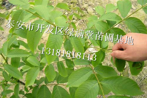 泰安薄皮核桃苗种植企业-核桃苗报价-泰安绿满堂苗圃基地图片