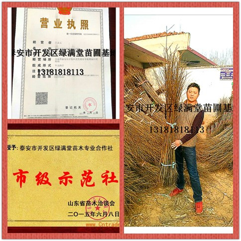 中國(guó)草莓苗網(wǎng) 草莓苗大量供應(yīng)  草莓苗基地