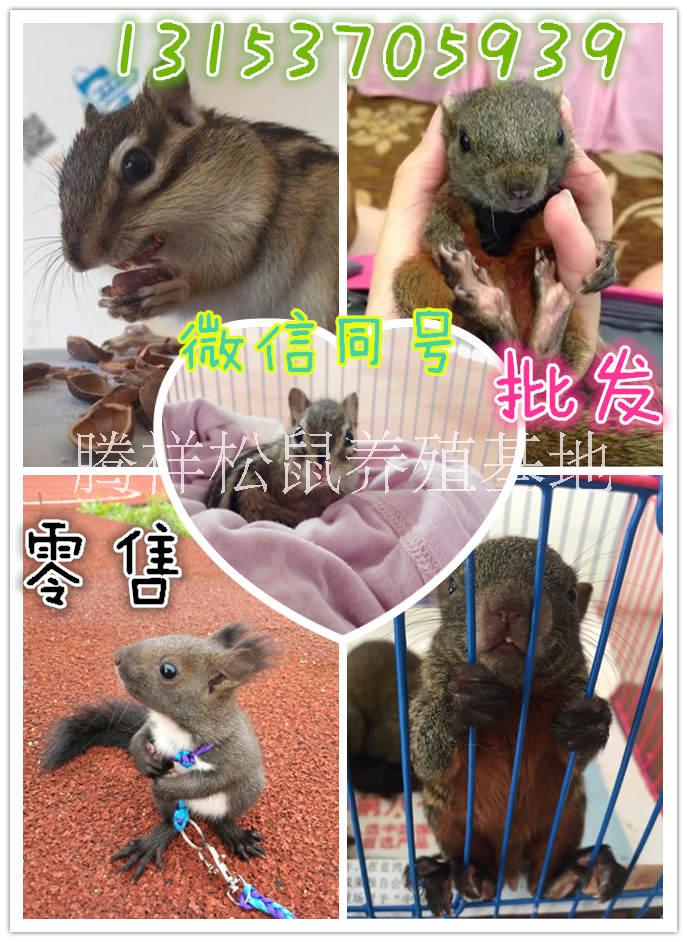 魔王*飼養(yǎng)*好養(yǎng)嗎哪里有賣*的