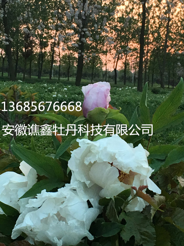 牡丹籽 牡丹系列產(chǎn)品 牡丹種苗圖片