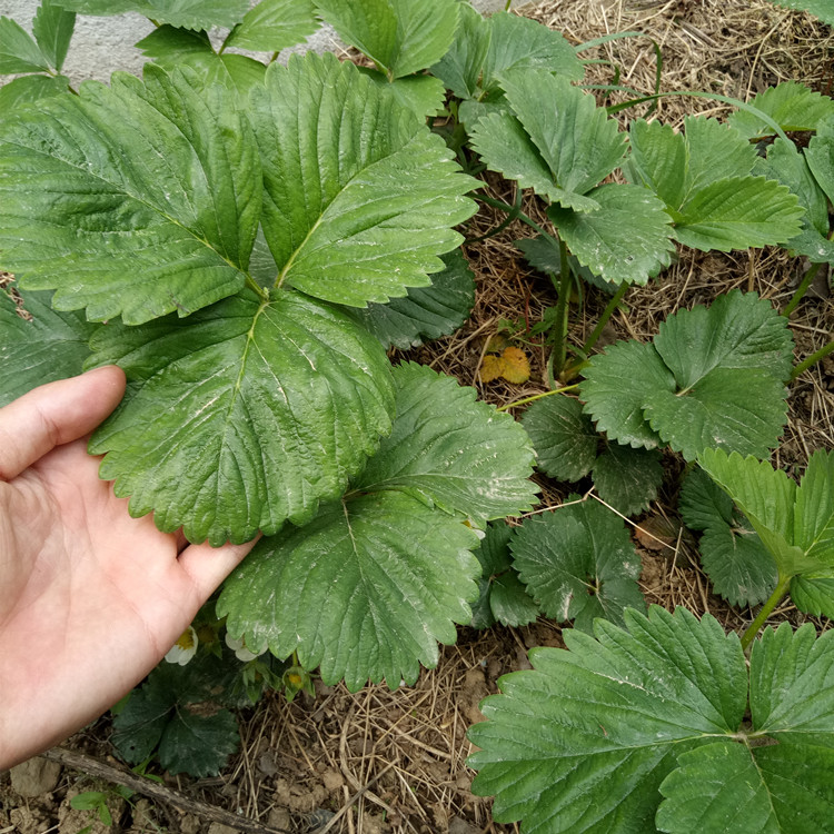 泰安市草莓苗厂家泰安市草莓苗种植销售 草莓苗品种 奶油草莓苗批发