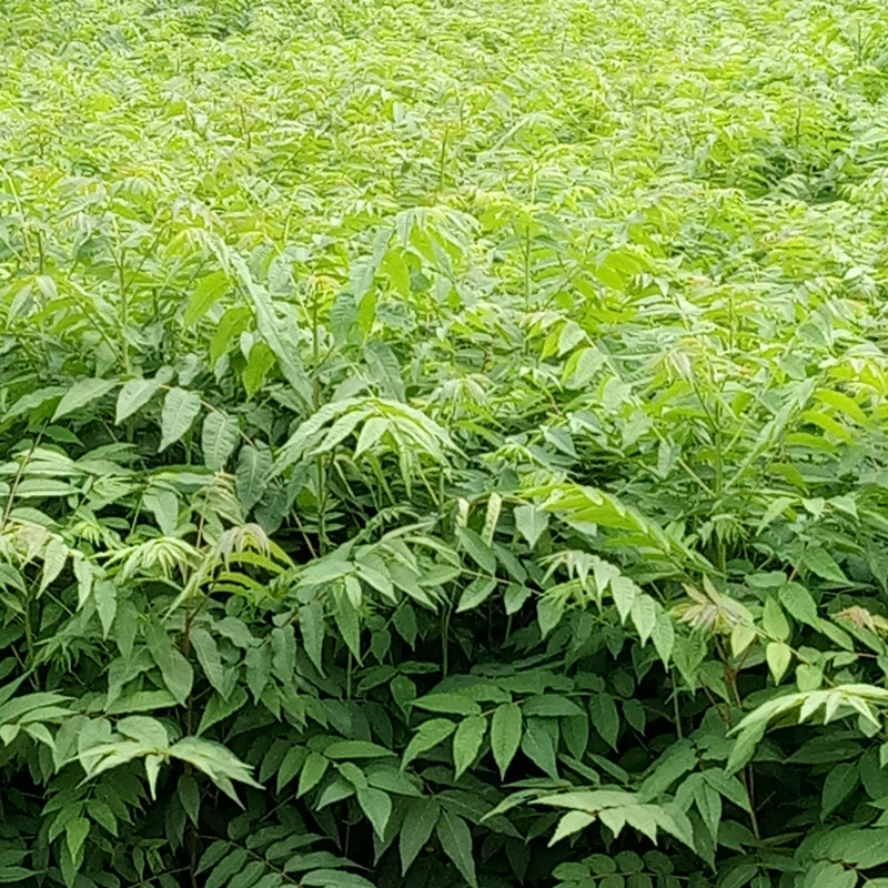 泰安市香椿芽厂家大棚香椿苗 香椿芽批发预售 现货1-2年生香椿树苗量大出售 大型香椿苗繁育基地