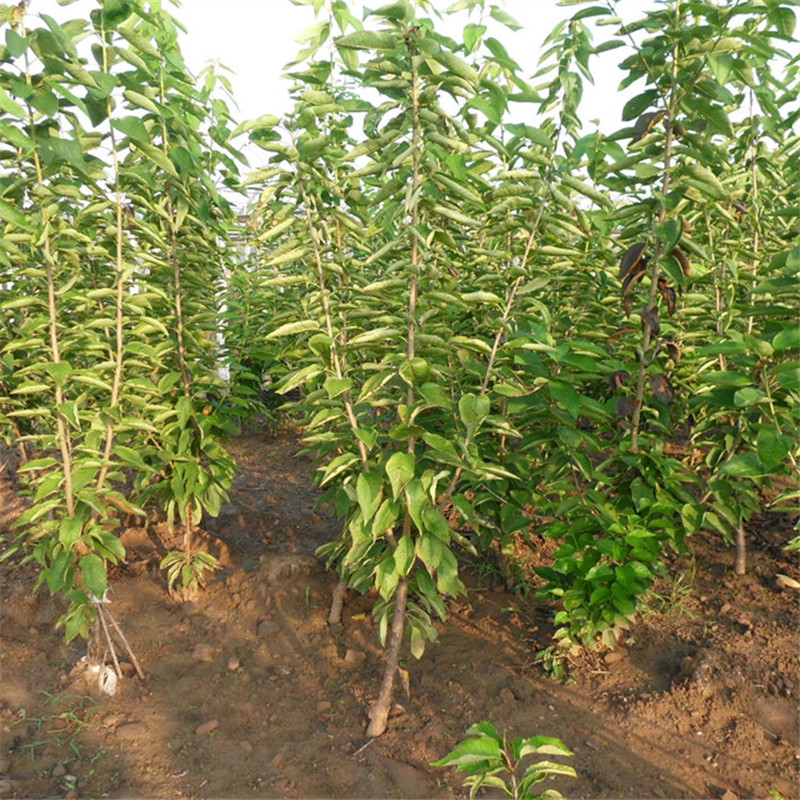 櫻桃苗圖片/櫻桃苗樣板圖 (4)