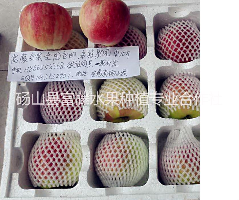 富藤蘋果圖片/富藤蘋果樣板圖 (1)