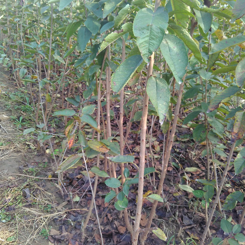 櫻桃苗圖片/櫻桃苗樣板圖 (3)