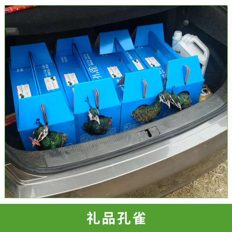 禮品孔雀圖片/禮品孔雀樣板圖 (1)