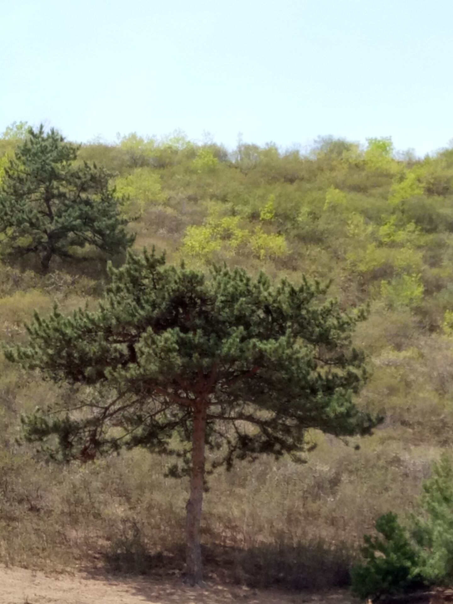 河北承德油松基地 河北1-10米油松批发 河北造型松订购