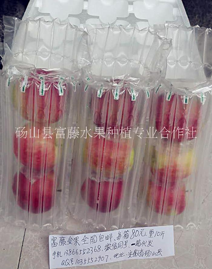 富藤蘋果圖片/富藤蘋果樣板圖 (3)