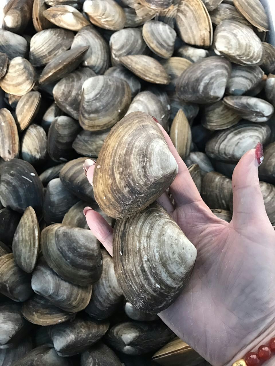 麻刀貝廠家直銷、貝殼哪家好、麻刀貝經(jīng)銷商、貝殼批發(fā)、刀貝生產(chǎn)廠家