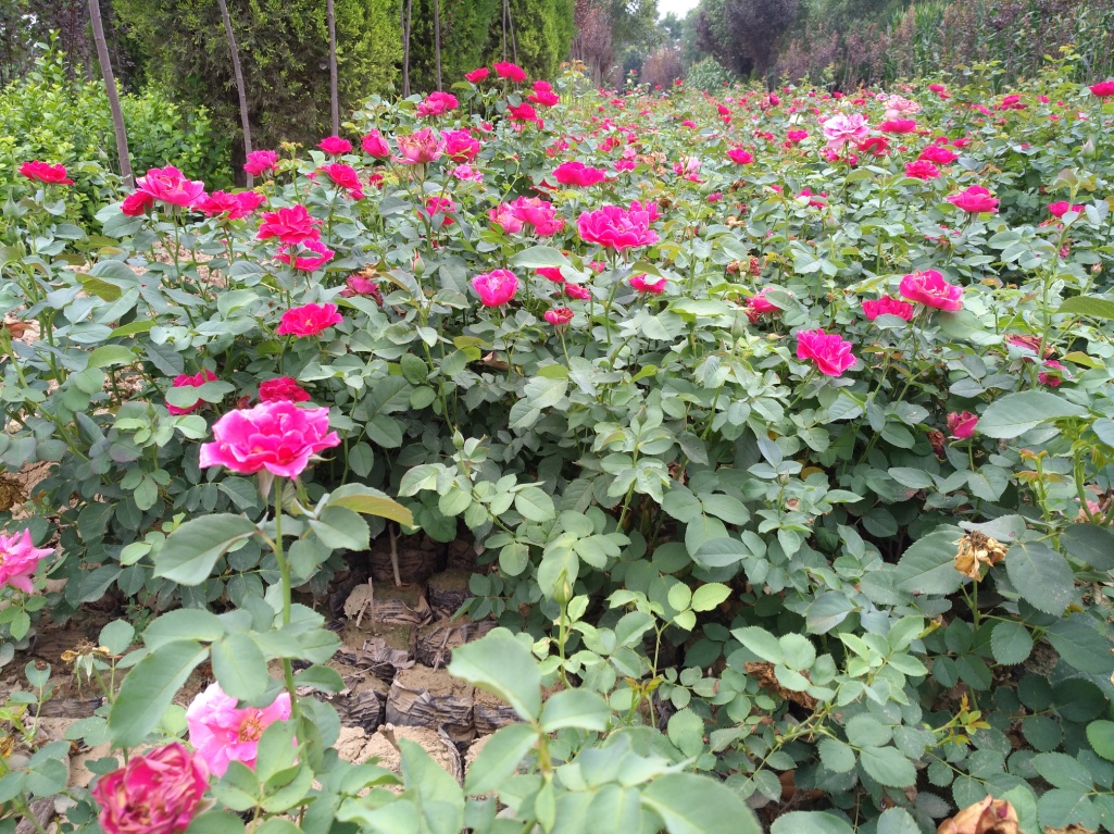 月季圖片/月季樣板圖 (4)