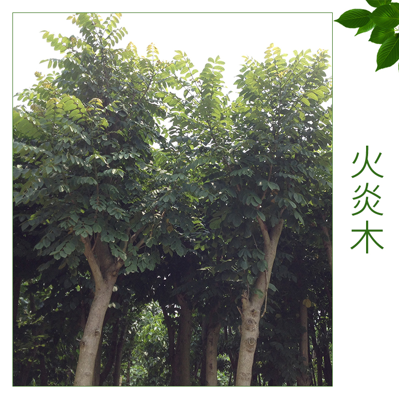 火炎木價(jià)格 優(yōu)質(zhì)火炎木 綠化人行道樹(shù) 優(yōu)質(zhì)綠化喬木 歡迎來(lái)電訂購(gòu)