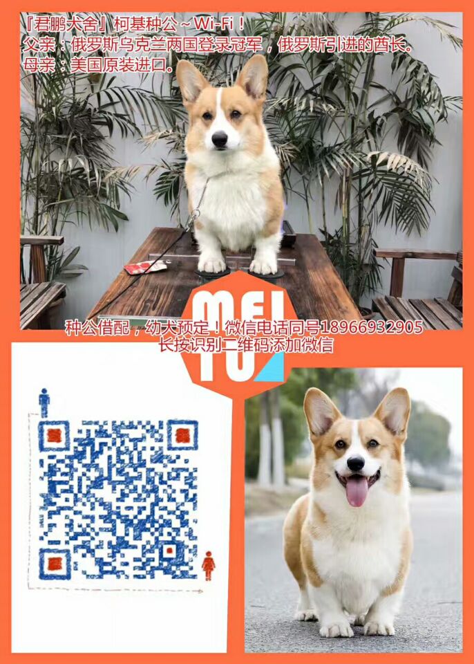 西安柯基犬種公圖片/西安柯基犬種公樣板圖 (3)