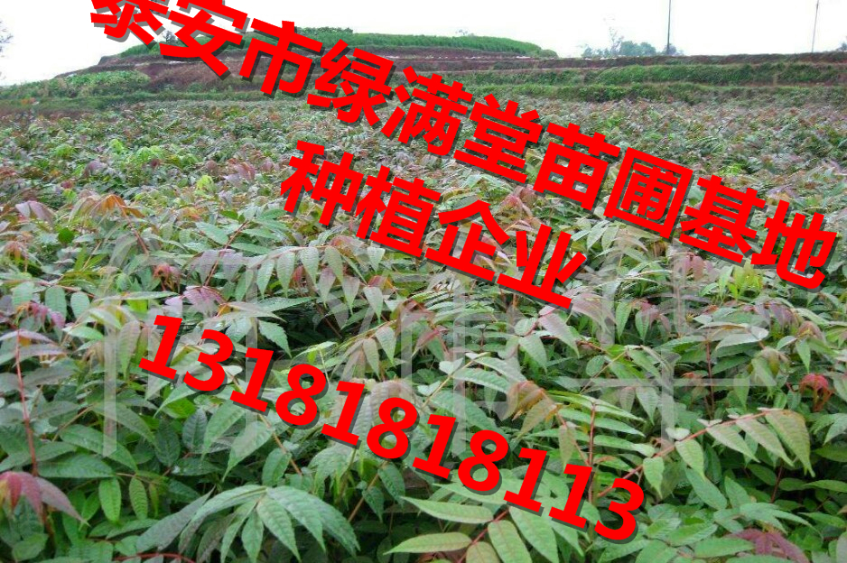 紅油香椿苗圖片/紅油香椿苗樣板圖 (3)