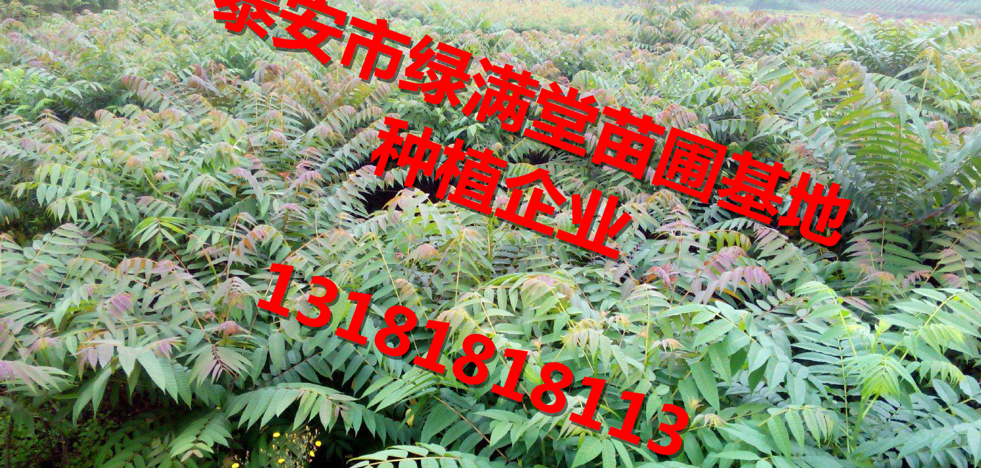 香椿苗泰安綠滿堂苗木種植基地 香椿苗紅油香椿苗