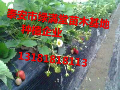 草莓苗網(wǎng)站圖片