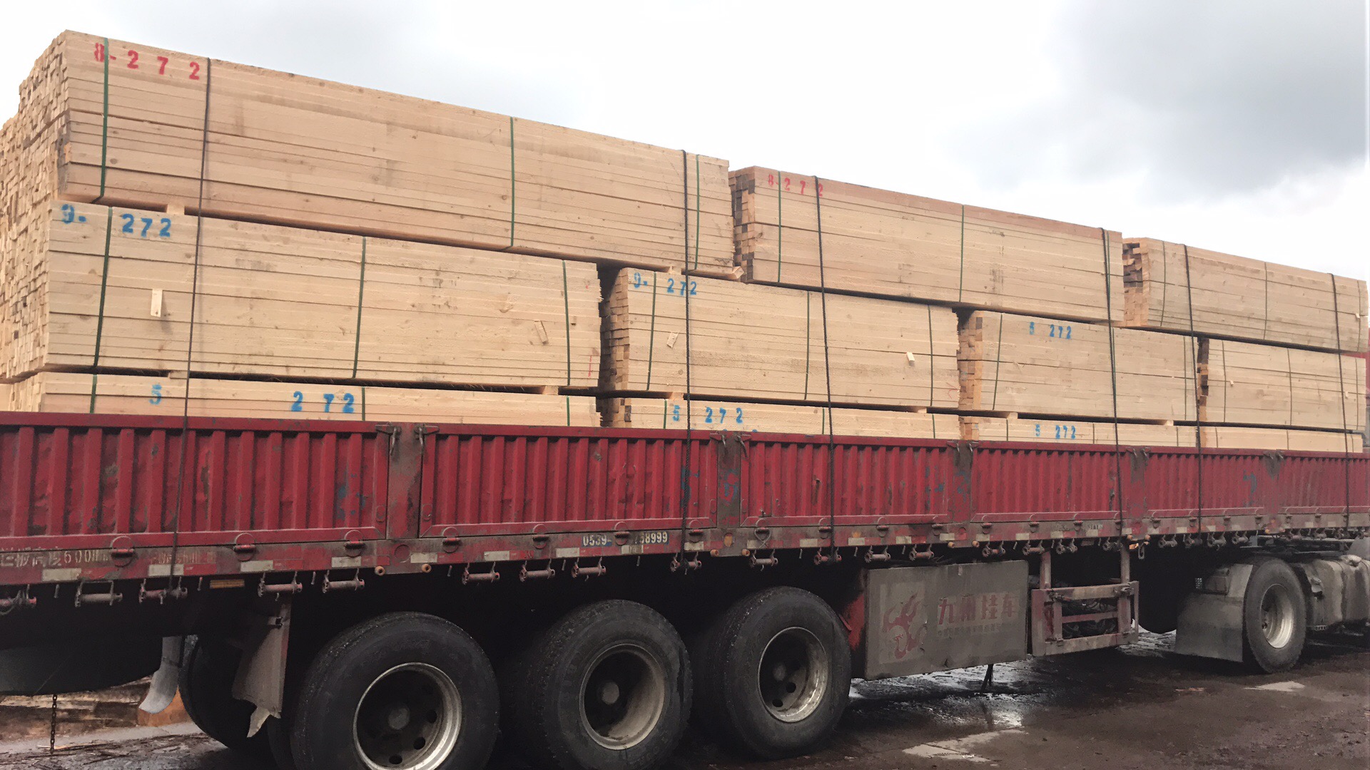 濰坊二級加松批發(fā)圖片/濰坊二級加松批發(fā)樣板圖 (2)