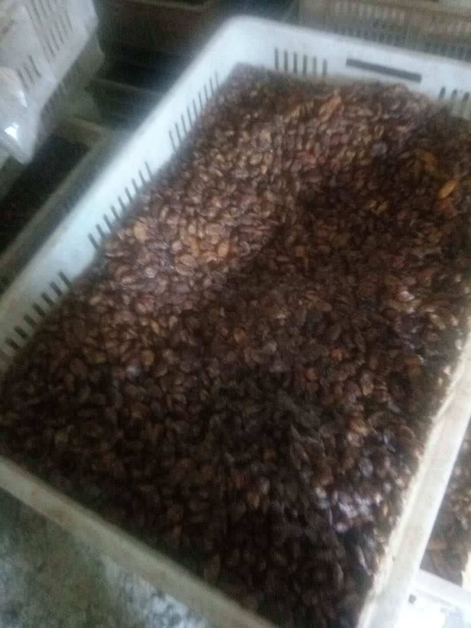 新沂市蠶蛹加工銷(xiāo)售圖片
