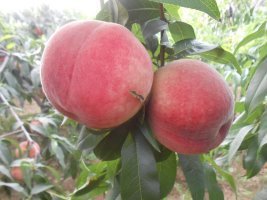 嫁接桃樹(shù)苗圖片/嫁接桃樹(shù)苗樣板圖 (2)