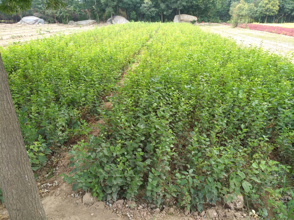 丁香圖片/丁香樣板圖 (4)